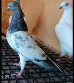 Gezocht boedapester hoogvlieger doffers, Dieren en Toebehoren, Vogels | Duiven, Meerdere dieren
