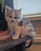4 kitten Ragdoll / Britse langhaar x Europese korthaar, Meerdere dieren, Ontwormd, 0 tot 2 jaar