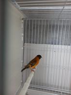 KAPOETSENSIJS, Dieren en Toebehoren, Vogels | Overige Vogels, Mannelijk, Tropenvogel, Geringd