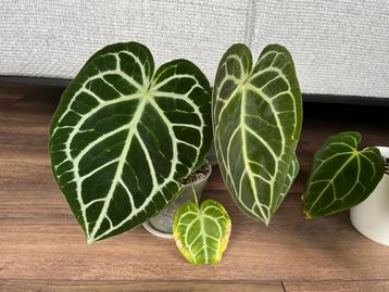 Anthurium Crystallinum beschikbaar voor biedingen