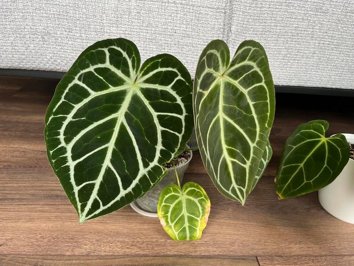 Anthurium Crystallinum, Huis en Inrichting, Kamerplanten, Overige soorten, Minder dan 100 cm, Groene kamerplant, Halfschaduw, In pot