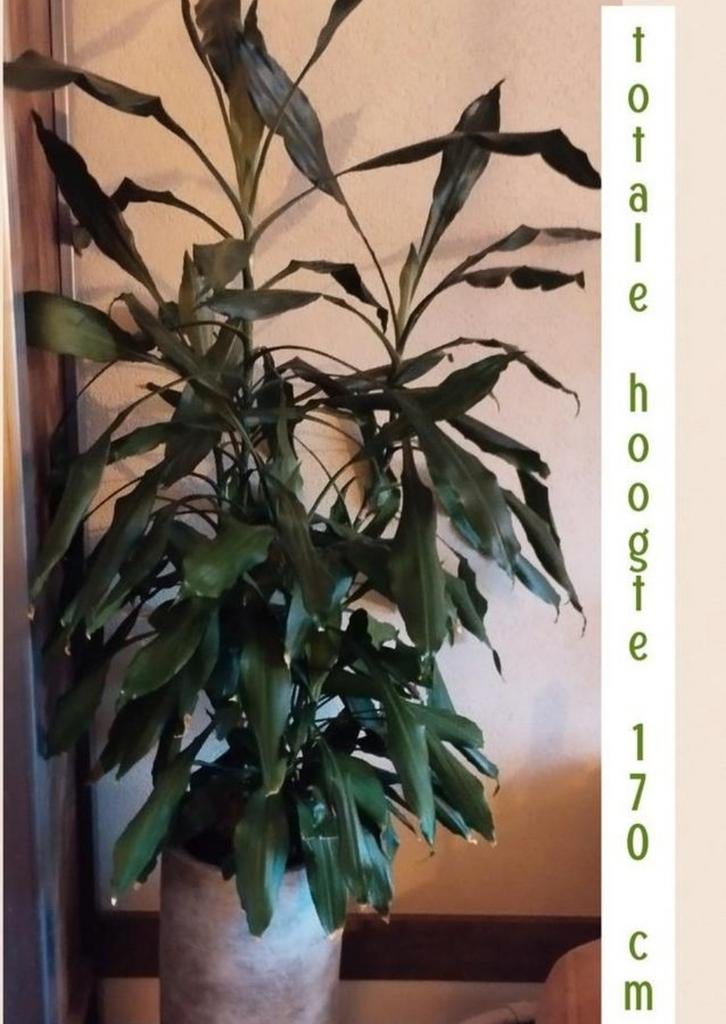 Grote Dracaena (Drakenbloedboom) met pot, Huis en Inrichting, Kamerplanten, Ophalen, Halfschaduw
