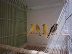 Timbrado kanaries, Dieren en Toebehoren, Vogels | Kanaries, Meerdere dieren, Kleurkanarie