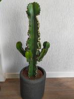 Echt een zeer mooie (grote )kamerplant cactus, Huis en Inrichting, Kamerplanten, Cactus, Volle zon, Ophalen