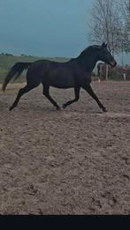 Bijrijder gezocht, Dieren en Toebehoren, Ophalen of Verzenden