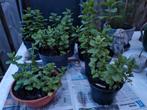 MUNT PLANT, Ophalen, Zomer, Overige soorten, Volle zon