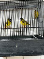 Te koop 3 zwartborst sijzen mutanten, Dieren en Toebehoren, Vogels | Overige Vogels, Mannelijk