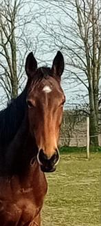 Super lieve 5 jarige merrie. 1.60m. Veel springvermogen., Dieren en Toebehoren, Paarden, Merrie, Springpaard, B, Gechipt
