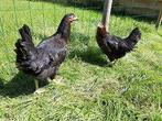 ZWARTE KIPPEN, Dieren en Toebehoren, Pluimvee, Vrouwelijk, Kip