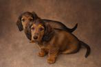 Langharige standaard Teckel pups met Stamboom!, Dieren en Toebehoren, Honden | Teckels en Dashonden, Standaard, Rabiës (hondsdolheid)