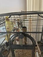 2 Valkpakieten te koop, Dieren en Toebehoren, Vogels | Parkieten en Papegaaien, Mannelijk, Parkiet