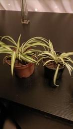 Graslelie stekjes, Ophalen, Overige soorten, Halfschaduw, In pot