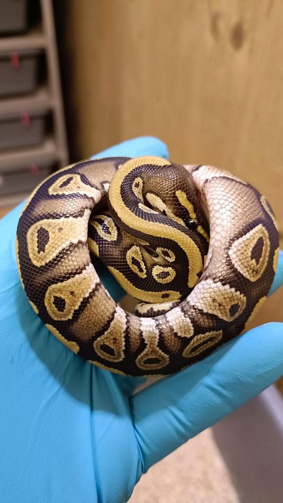 0.1 Koningspython - Ballpython - Python Regius, Dieren en Toebehoren, Reptielen en Amfibieën