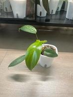 Philodendron florida ghost, Ophalen of Verzenden, Overige soorten, Minder dan 100 cm