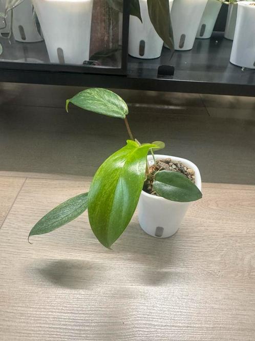 Philodendron florida ghost, Huis en Inrichting, Kamerplanten, Overige soorten, Minder dan 100 cm, Ophalen of Verzenden