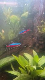 2 kardinaal tetra's, Vis, Zoetwatervis, Schoolvis