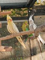 Valkparkieten en grasparkieten, Dieren en Toebehoren, Vogels | Parkieten en Papegaaien, Mannelijk, Parkiet