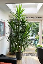 Grote Yucca elephantipes - 2.80 meter, Ophalen, 200 cm of meer, In pot, Yucca