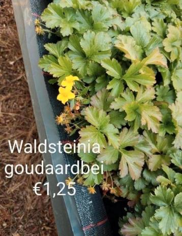 Waldsteinia goudaardbei  beschikbaar voor biedingen