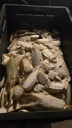 Sepia, Dieren en Toebehoren, Ophalen of Verzenden