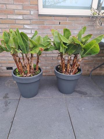 2 Bananenplanten in Pot - Tropische Sfeer! beschikbaar voor biedingen