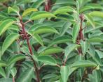 leibomen ACTIE! Lei Portugese laurier en lei laurier op stam, Tuin en Terras, Planten | Bomen, In pot, Leiboom, Halfschaduw, Ophalen of Verzenden