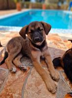 Lieve jonge herder van 6 maanden, Rabiës (hondsdolheid), 15 weken tot 1 jaar, Overige rassen, Teef