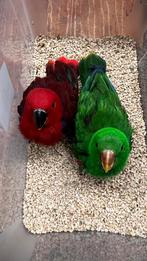 Edel papegaaien Babys, Dieren en Toebehoren, Vogels | Parkieten en Papegaaien, Meerdere dieren, Papegaai, Pratend