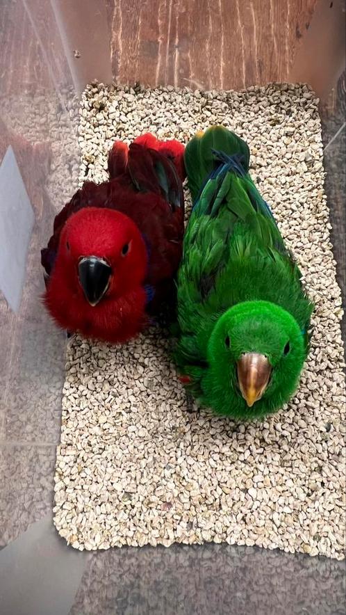 Edel papegaaien Babys, Dieren en Toebehoren, Vogels | Parkieten en Papegaaien, Papegaai, Meerdere dieren, Pratend, Tam, Geringd