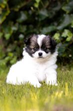 Pomchi pups, Dieren en Toebehoren, Honden | Chihuahua's en Gezelschapshonden, Rabiës (hondsdolheid), 8 tot 15 weken, Meerdere