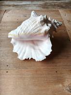 Grote Schelp - Decoratie, Huis en Inrichting, Ophalen of Verzenden, Gebruikt