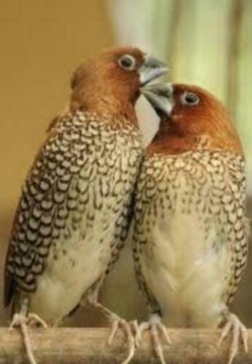 Aanbieidng Prachtige Koppels Muskaatvinken beschikbaar voor biedingen