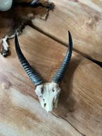Gazelle schedel, Ophalen of Verzenden, Zo goed als nieuw, Schedel