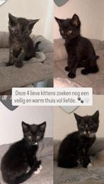 Maine coon kittens, Meerdere dieren