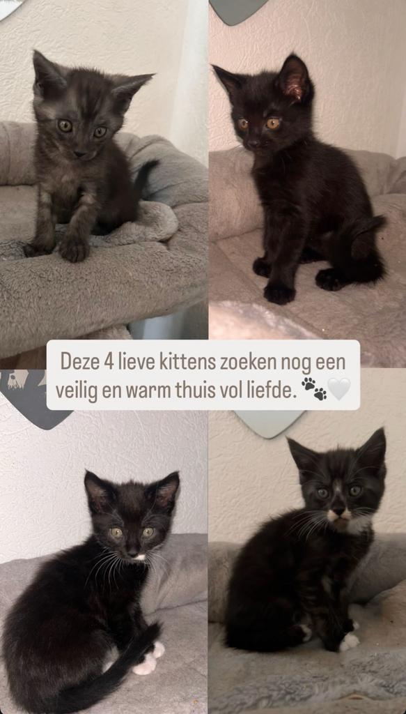 Maine coon kittens, Dieren en Toebehoren, Katten en Kittens | Overige Katten, Meerdere dieren