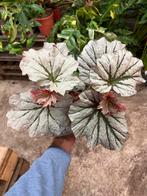 Begonia Looking Glass - Nieuw!, Ophalen of Verzenden