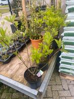 Hortensia pinky Winky €16,95 pst, Tuin en Terras, Planten | Tuinplanten, Halfschaduw, Zomer, Vaste plant, Ophalen of Verzenden