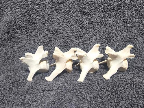 4 ruggenwervels en 1 dijbeen bot van zeehond, Hobby en Vrije tijd, Overige Hobby en Vrije tijd, Gebruikt, Ophalen of Verzenden