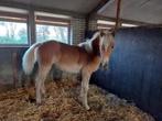 Winterstalling pony, paard., Dieren en Toebehoren, Stalling en Weidegang, Weidegang