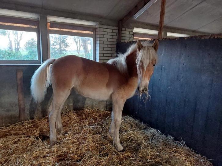 Winterstalling pony, paard., Dieren en Toebehoren, Stalling en Weidegang, Weidegang