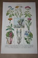 Antieke botanische kleurenprent - Composieten - Ca 1920 !!, Verzamelen, Foto's en Prenten, Gebruikt, Ophalen of Verzenden