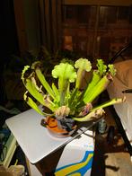 Sarracenia, Overige soorten, Ophalen of Verzenden, In pot, Minder dan 100 cm