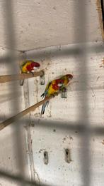 Rosella goudmantel, Dieren en Toebehoren, Vogels | Parkieten en Papegaaien, Meerdere dieren, Parkiet