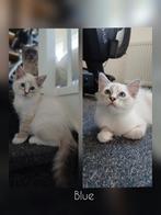 Ragdoll kater kitten met stamboom, Meerdere dieren, Gechipt, 0 tot 2 jaar