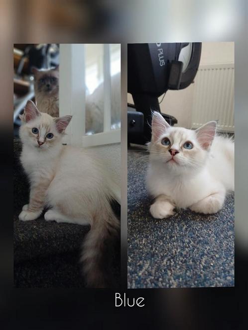 Ragdoll kater kitten met stamboom, Dieren en Toebehoren, Katten en Kittens | Raskatten | Langhaar, Meerdere dieren, 0 tot 2 jaar