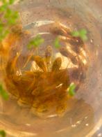 L144 Ancistrus Blue Eyes, Vis