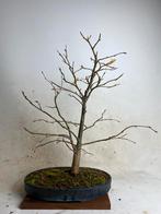 Tilia cordata bonsai, Tuin en Terras, Bloeit niet, Halfschaduw, Minder dan 100 cm, Overige soorten