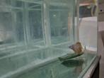 Betta splendens super delta kempvis man, Vis, Zoetwatervis