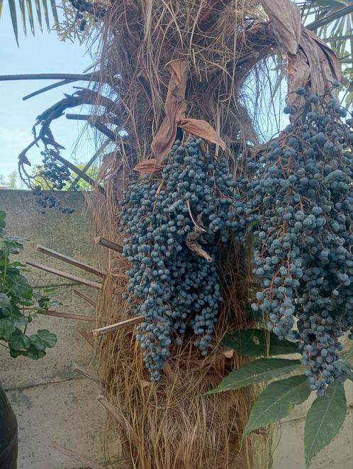 Trachycarpus fortunei, Tuin en Terras, Planten | Bomen, Palmboom, Minder dan 100 cm, Volle zon, Zomer, Ophalen of Verzenden