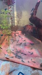 Garnalen voor aqarium, Kreeft, Krab of Garnaal, Zoetwatervis, Schoolvis